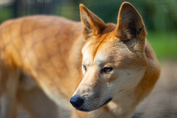 Close up view of a Dingo wild dog native to Australia seen in it's captive habitat