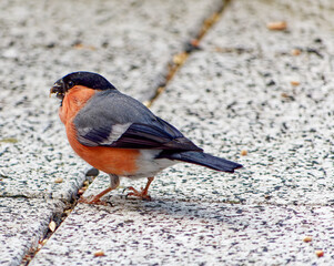 Male bullfinch on the balcony floor