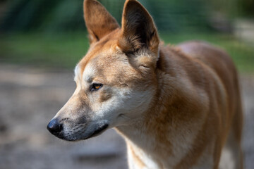 Close up view of a Dingo wild dog native to Australia seen in it's captive habitat