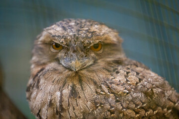 Close up view of a Tawny Frogmouth native to Australia seen in captive habitat