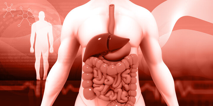 Human digestive system anatomy on medical background. 3d illustration..