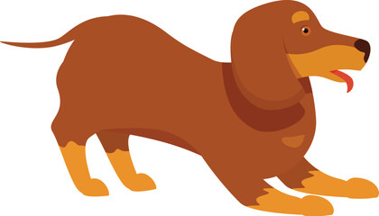 Happy brown dachshund stretching its body and looking to the right