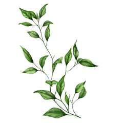 A green twig with leaves. Watercolor illustration. Isolate on a white background. A pretty twig with green leaves. Gypsophila. Botanical illustration. flower clipart. Light green.