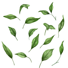 Green leaves and twigs. Watercolor illustration. Isolate on a white background. Light green foliage. Botanical illustration. flower clipart. Light green foliage. Watercolor with greenery.