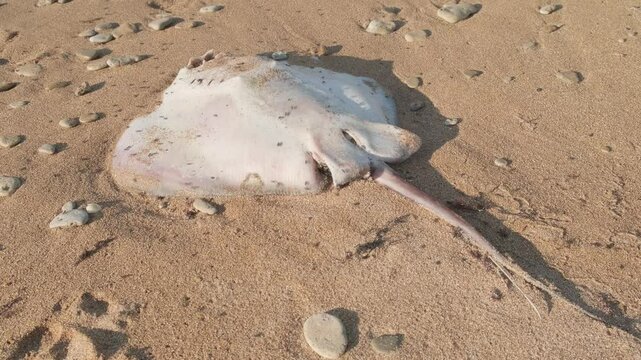 dead stingray with flies on sandy beach
