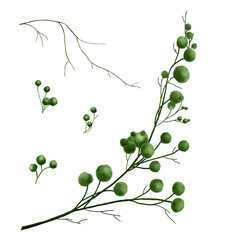 A floral set of green leaves, twigs, twigs. Watercolor illustration of greenery. Green leaves. Beautiful flowers. Botanical illustration. Light watercolor greens. Greenery watercolor