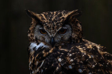 great owl