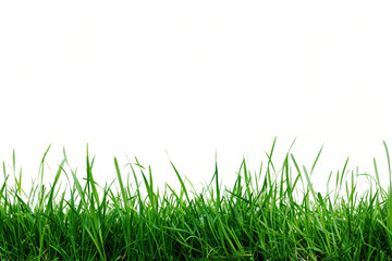 Fototapeta premium Green grass at the bottom of white isolated background