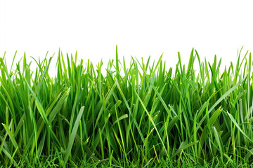 Fototapeta premium green grass isolated on white