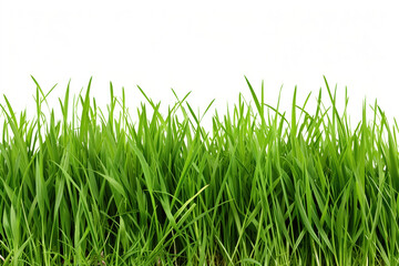 Fototapeta premium Summer grass with bright green color on white background.
