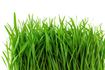 Obraz premium green grass isolated