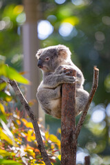 Koala marsupial native to Australia seen in a eucalyptus tree in it's natural native habitat