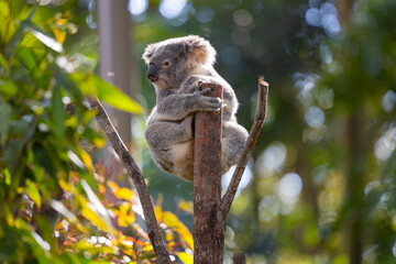 Koala marsupial native to Australia seen in a eucalyptus tree in it's natural native habitat
