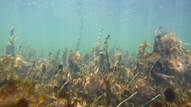 Sick Seagrass Bed Choked by Toxic Lyngbya Cyanobacteria Bloom, a Symptom of Eutrophication, Indian River Lagoon
