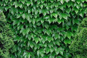 Fototapeta premium An ivy-covered wall. Green Ivy wall. Leaves wall texture background. Natural green ivy leaves growing on the wall or fence as vertical garden can be used for background or wallpaper.