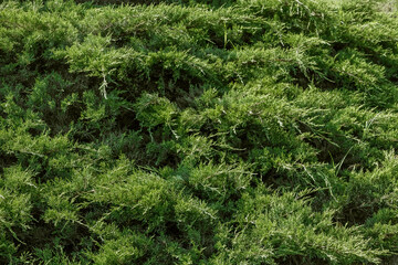 A natural background of thuja greenery. Textured background of coniferous branches of thuja. Thuja leaves in close-up on a dark background. Fresh green leaves, branches of thuja in close-up. A sprig o