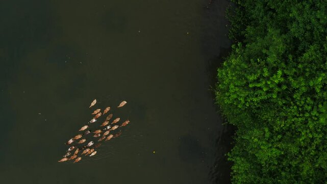 K erala gods own country beautiful views, Ducks on backwaters of kerala, alleppey alappuzha