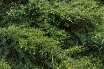 Obraz premium Background with the texture of thuja leaves. A close-up photo of a green thuja. A green hedge of thuja trees. A natural background of thuja greenery.