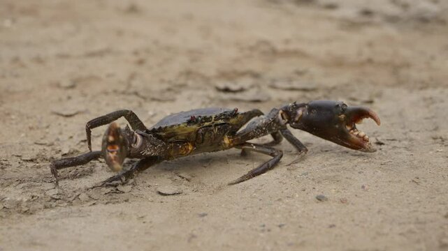 Close up, A brown mud crab walking sideways on a sandy beach with big claws and spindly legs.