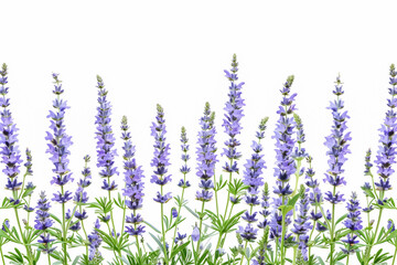 Naklejka premium Flowers composition. Frame made of blue flowers on white background