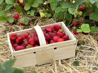 Erdbeerplücken VI