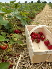 Erdbeerplücken II