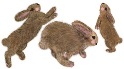 Obraz premium Cute fluffy bunnies. Full length rabbits on a white background. spring rabbit, cute fluffy pet, pet
