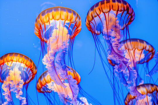 Bright jellyfish on a blue background - Powered by Adobe