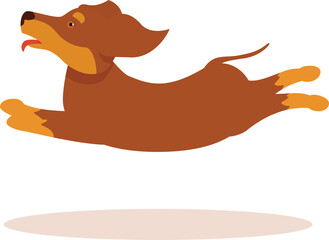 Happy brown dachshund jumping and running with tongue out