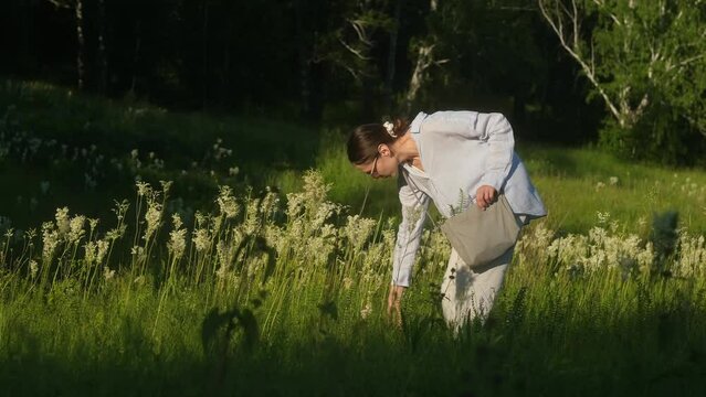 young herbalist woman collecting medicinal herbs in meadow . healer behind collection of medicinal herb . flowering of meadowsweet . female doctor collecting spirea in bag