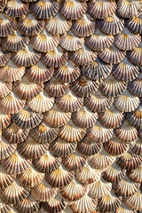A detailed close-up shot of numerous small, delicate sea shells meticulously arranged in a...