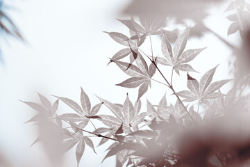 Leaves tree sky background cover sepia blue