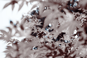 Leaves tree sky background cover sepia blue