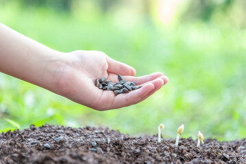 Plant a tree Plant trees water them till the soil. Nature for sustainable environment.Global...
