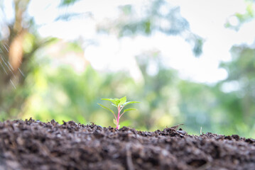 Plant a tree Plant trees water them till the soil. Nature for sustainable environment.Global warming concept.