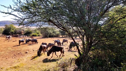 Wildlife Skyline At Rustenburg In North West South Africa. African Animals Landscape. Pilanesberg...