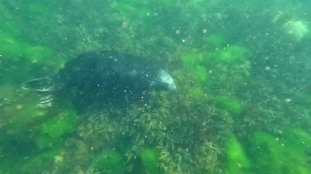 Atlantic Grey Seal diving undersea off the coast off Lundy Island in North Devon, UK. With no predators these seals are very confiding