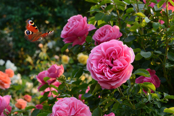Schmetterling 1168 © K.-U. Häßler