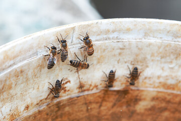 Group of bees are gathered around a bucket of water. Bees are all busy drinking from the bucket