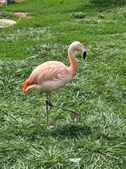 flamingo in the zoo