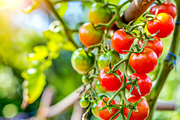 Ripe cherry tomatoes growing on vine