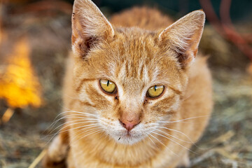 Beautiful portrait of an orange, ginger farm cat with yellow eyes