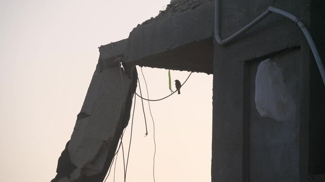 A bird is sitting on damaged hospital building electrical wire destroyed by Israeli attacks in war