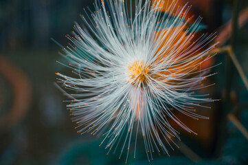 Obraz premium beautiful white flowers blooming in the forest