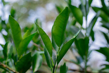 natural fresh orange leaves on the tree