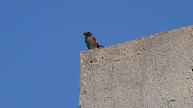 A bird is sitting on a damaged school building by Israeli attacks in war