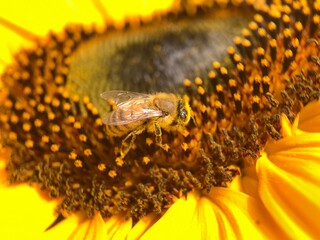 Little fluffy bee on a sunflower