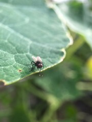 A fly sittning on the edge of a leaf