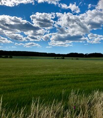 Green field and blue sky