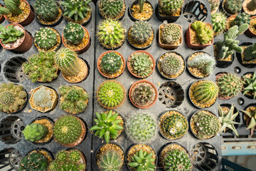 A group of potted cacti, some with sharp spines